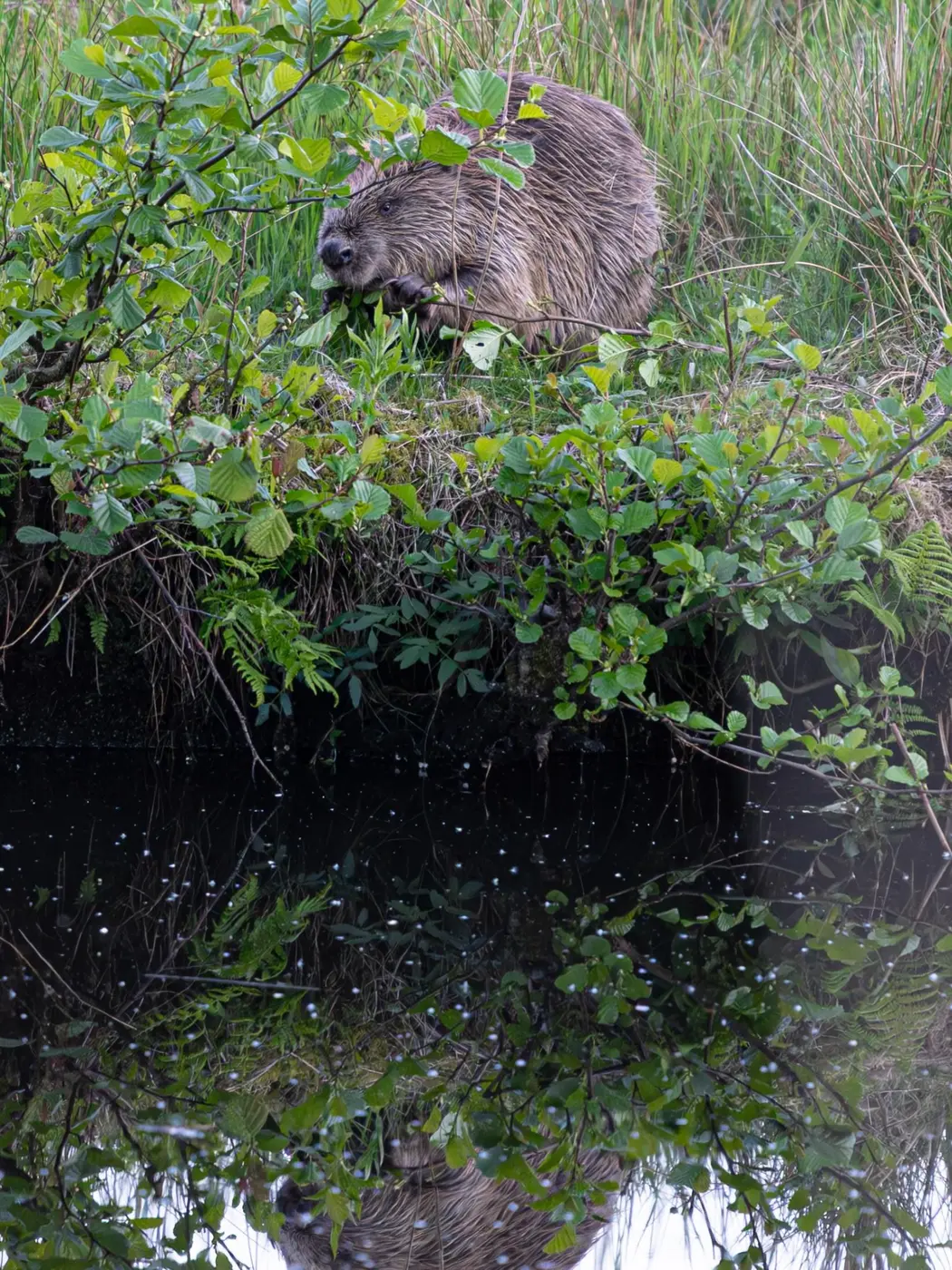 Bever aan de waterkant met weerspiegeling